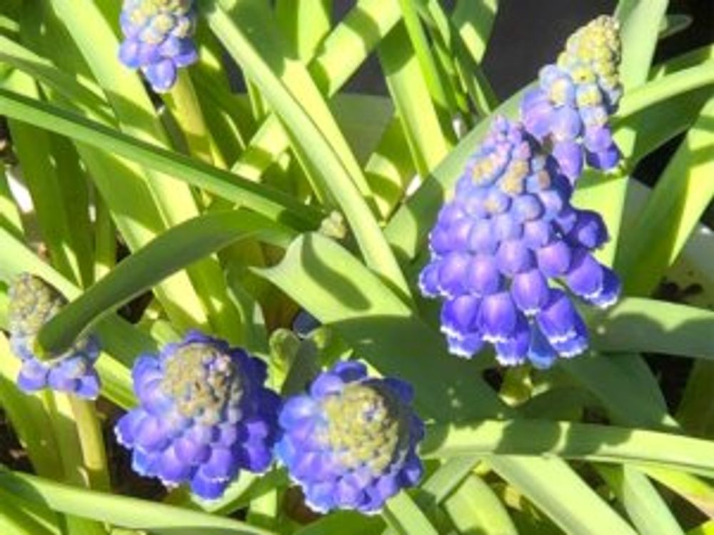 ムスカリ・アルメニアカム