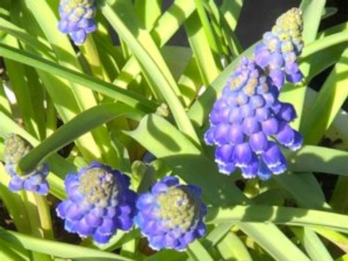 ムスカリの種類 人気品種7選 ピンクや白など寄せ植えにおすすめは Greensnap グリーンスナップ ムスカリの種類 人気品種7選 ピンクや白など寄せ植えにおすすめは Greensnap グリーンスナップ