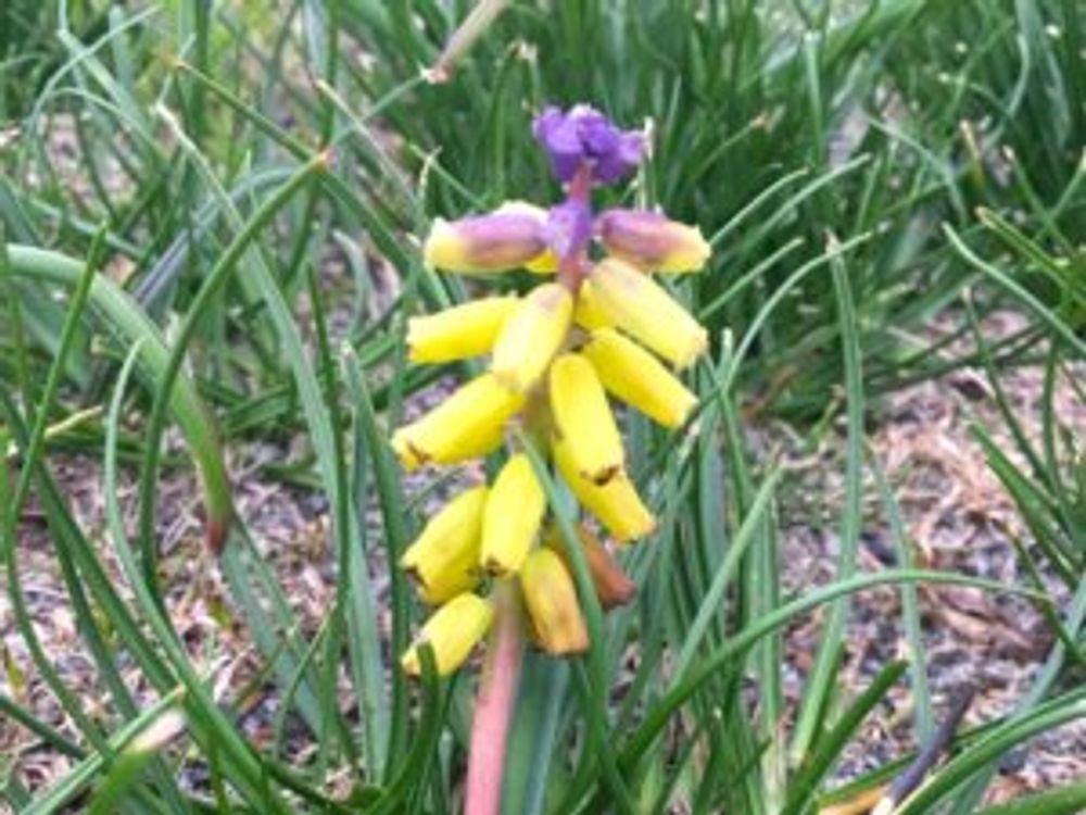 ムスカリ・ゴールデンフレグランス