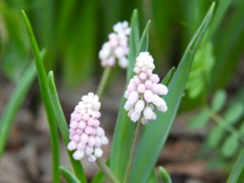 ムスカリの種類 人気品種7選 ピンクや白など寄せ植えにおすすめは Greensnap グリーンスナップ
