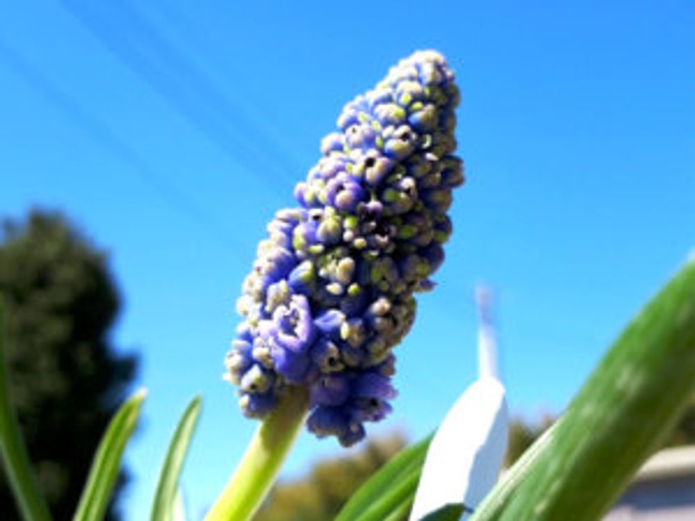 ムスカリ・ブルースパイク