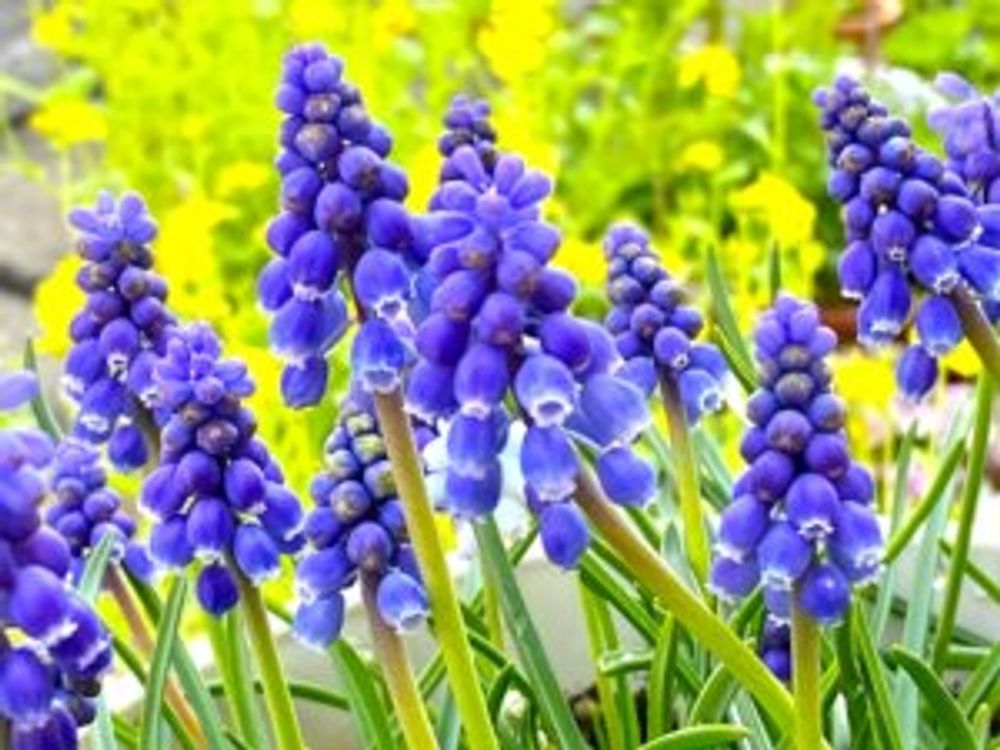 ムスカリ　沢山