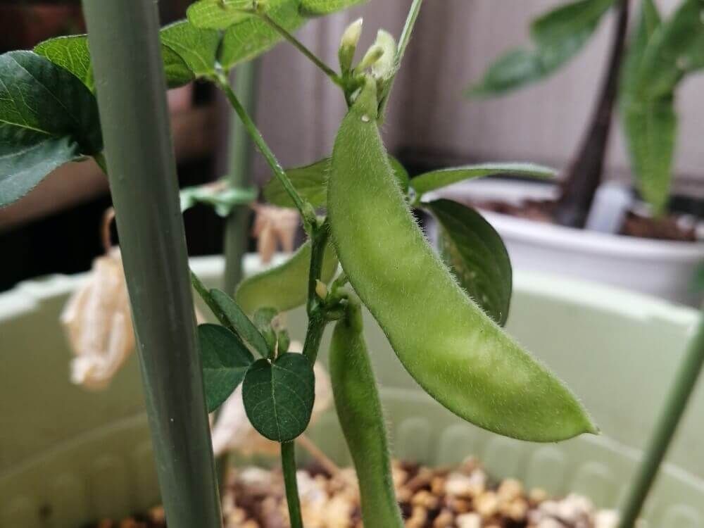 枝豆　えだまめ