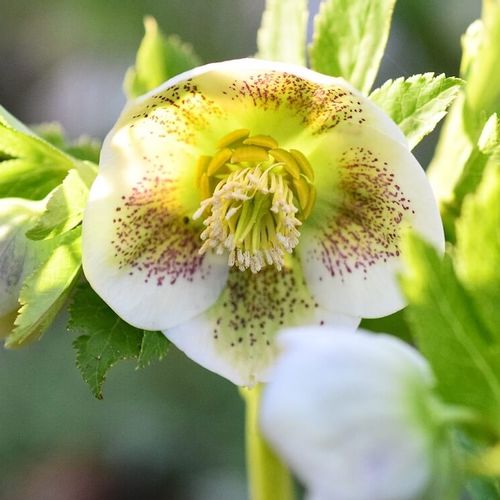 クリスマスローズの花を咲かせるコツ 花後 来年も咲かせるには 三上真史のお悩みｑ ａ Greensnap グリーンスナップ