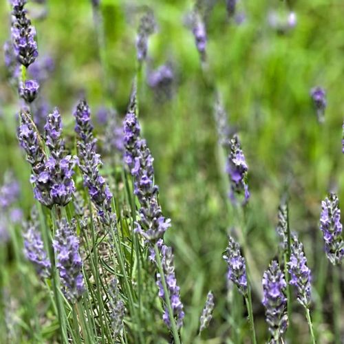 ラベンダー グロッソの育て方 苗を植え付けるコツとは 剪定に適した時期はいつ Greensnap グリーンスナップ