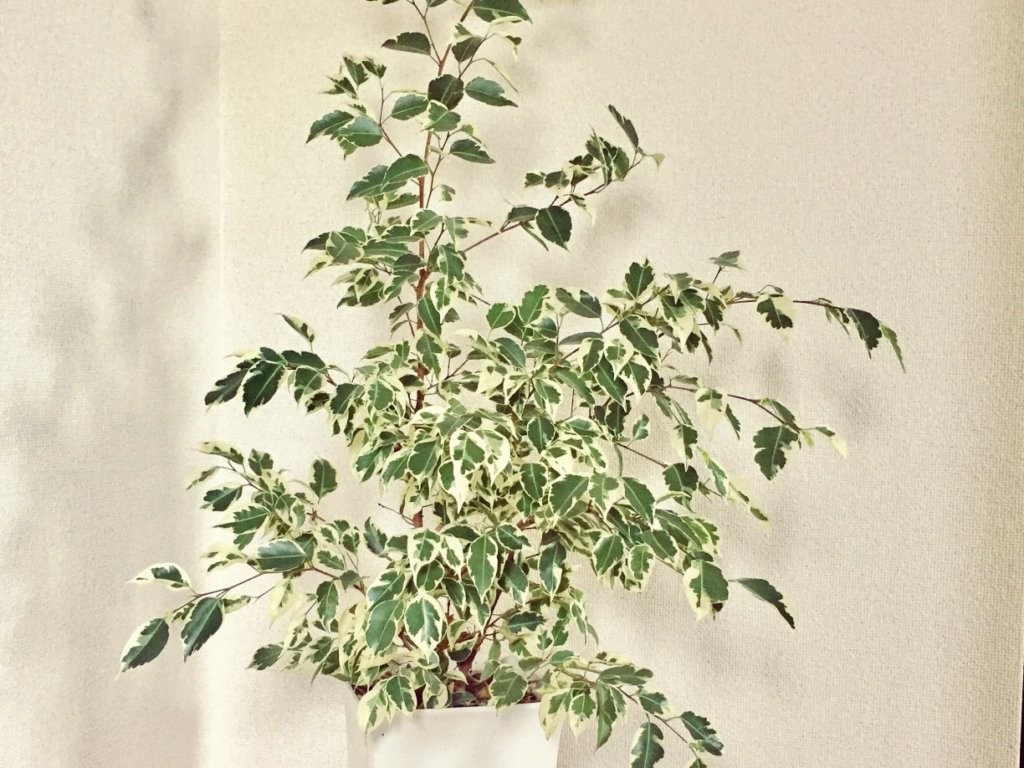 ベンジャミン・スターライト　鉢植え