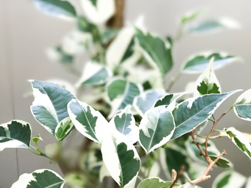 ベンジャミン・スターライト　班入り