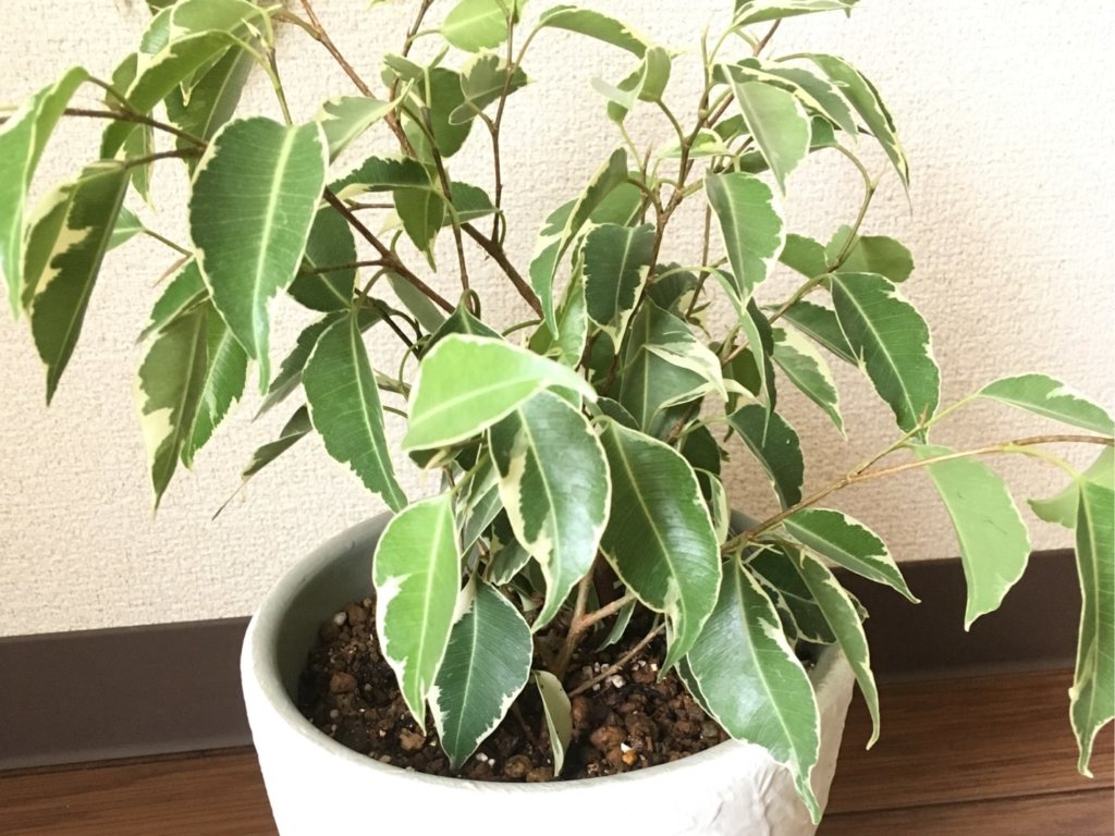 ベンジャミン・スターライト　鉢植え