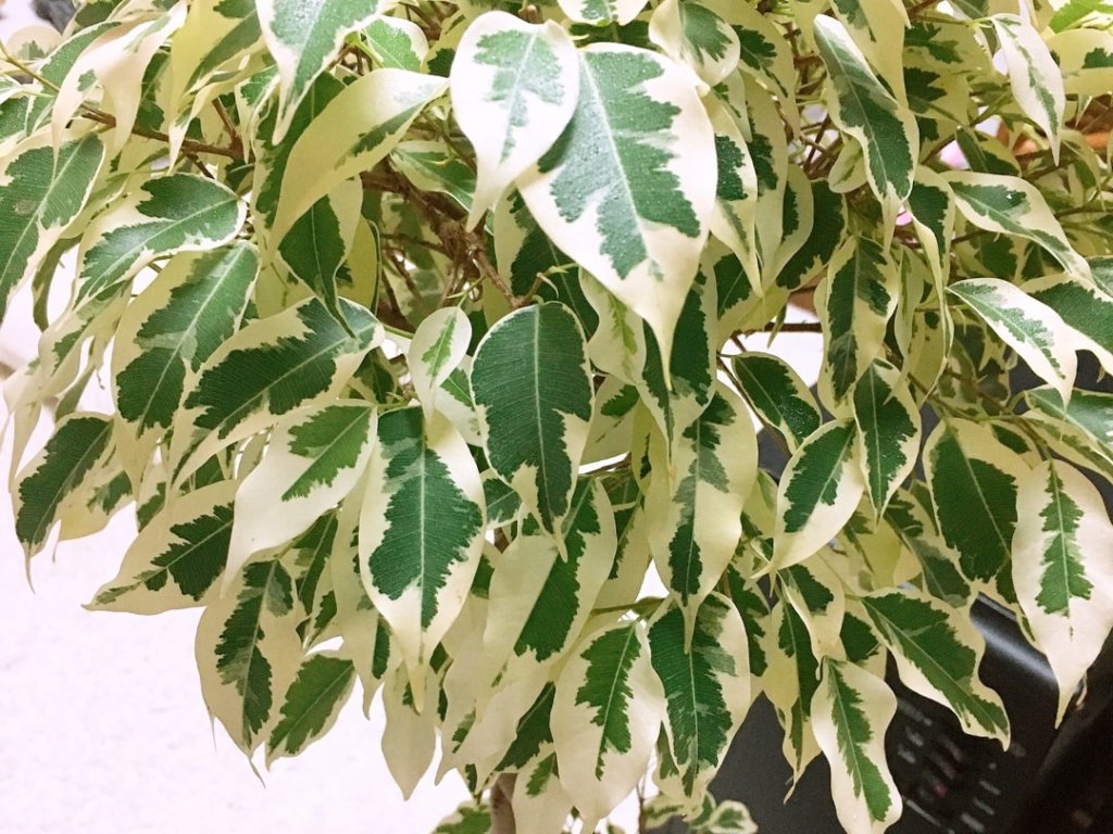 ベンジャミン・スターライト　班入り葉