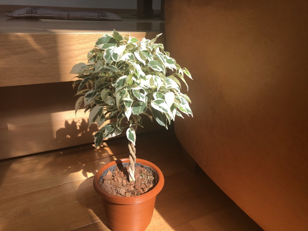 ベンジャミン・スターライト　鉢植え