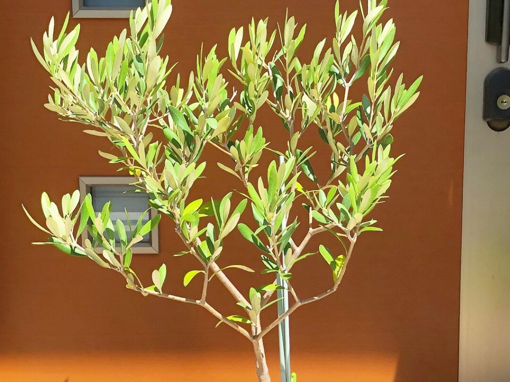 オリーブ・ミッション　鉢植え　屋外