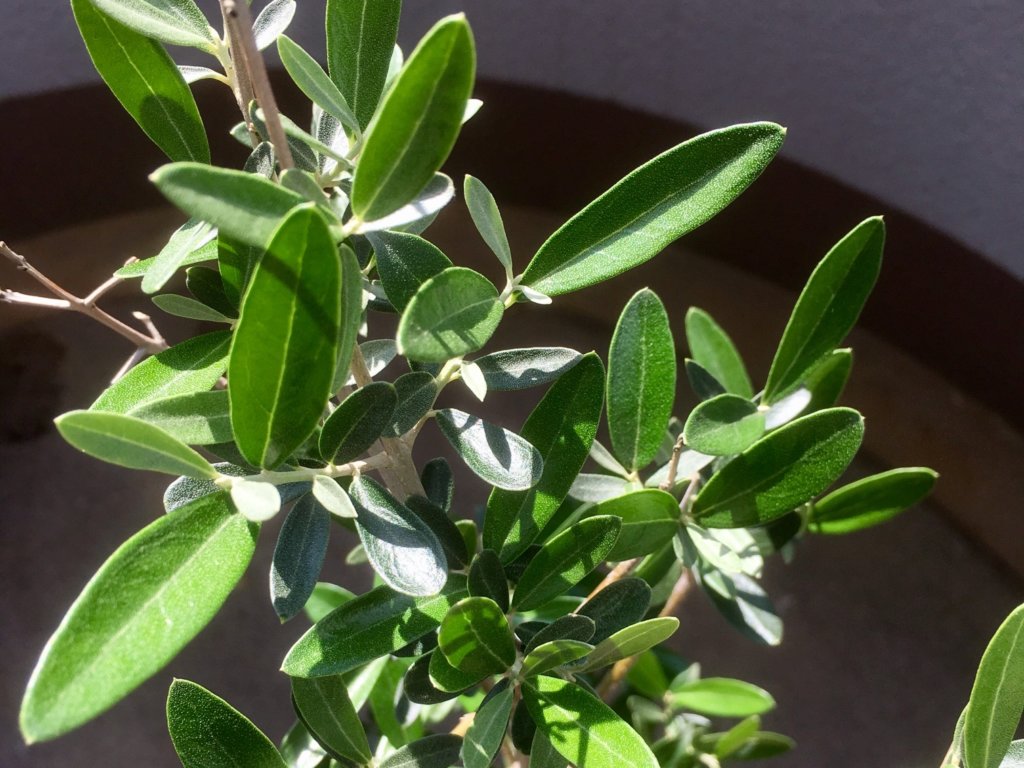 オリーブ・ミッション　葉