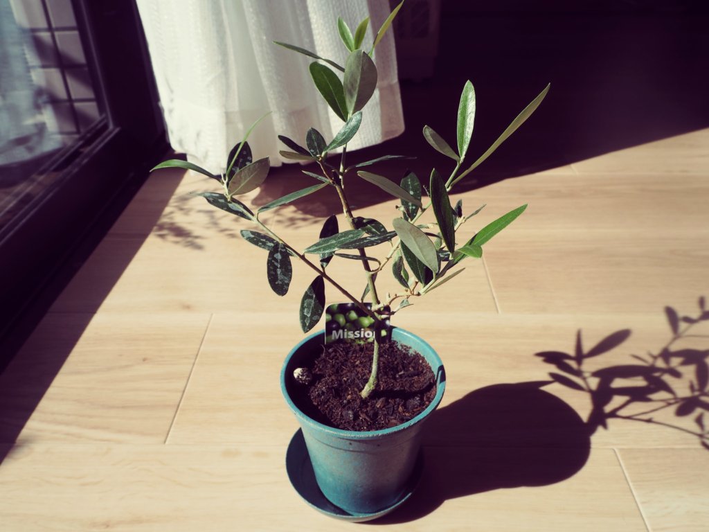 オリーブ・ミッション　鉢植え　窓際