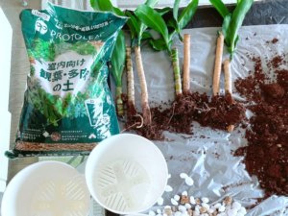 ドラセナ・フラグランス　植え替え