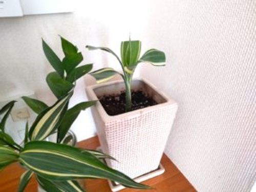 ドラセナ フラグランスの育て方 季節別の水やりや枯れる原因 花は咲く Greensnap グリーンスナップ