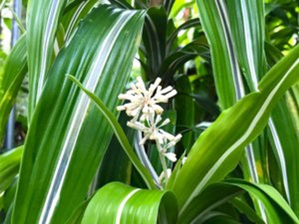 ドラセナ・フラグランス