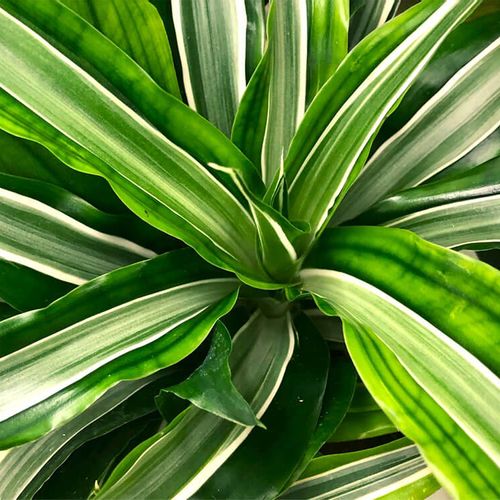 ドラセナ フラグランスの育て方 季節別の水やりや枯れる原因 花は咲く Greensnap グリーンスナップ