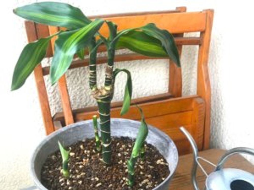 ドラセナ・ジェレ　挿し木