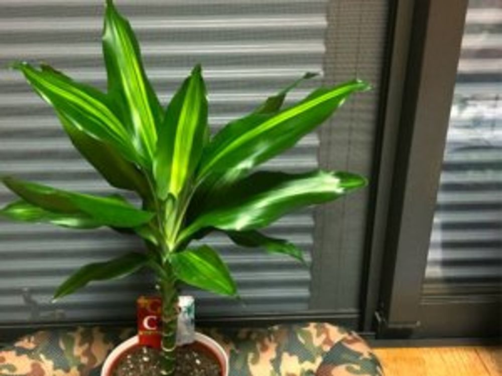 ドラセナ・ジェレ　鉢植え　ミニサイズ