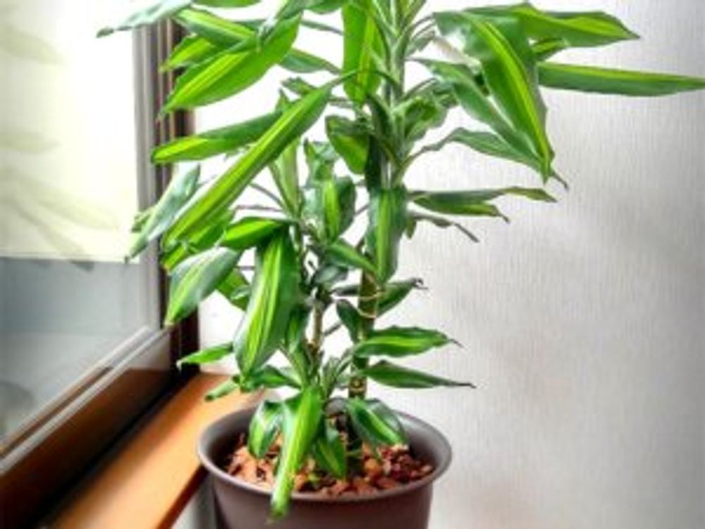 ドラセナ・ジェレ　鉢植え　窓際