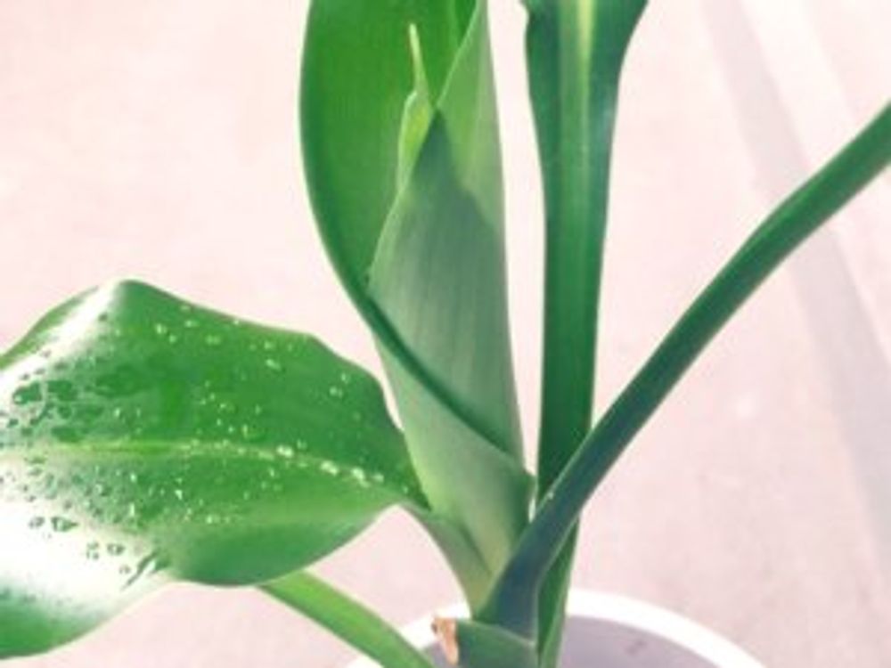ドラセナ・ジェレ　葉　アップ