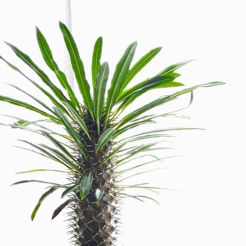 パキポディウム・ラメリーの育て方｜胴切りするタイミングは？どんな花