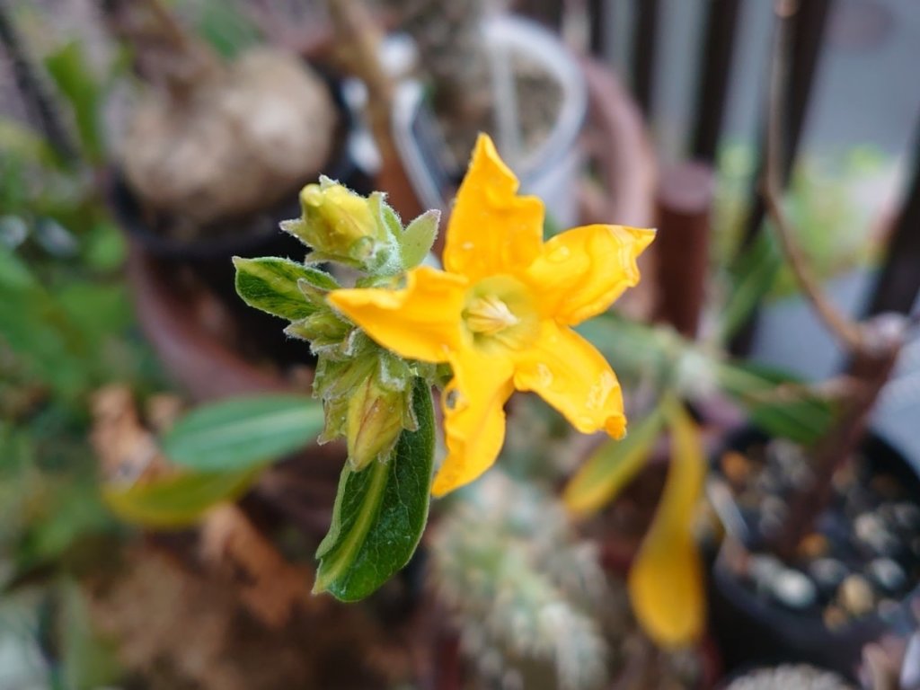 パキポディウム・ホロンベンセ　黄色い花
