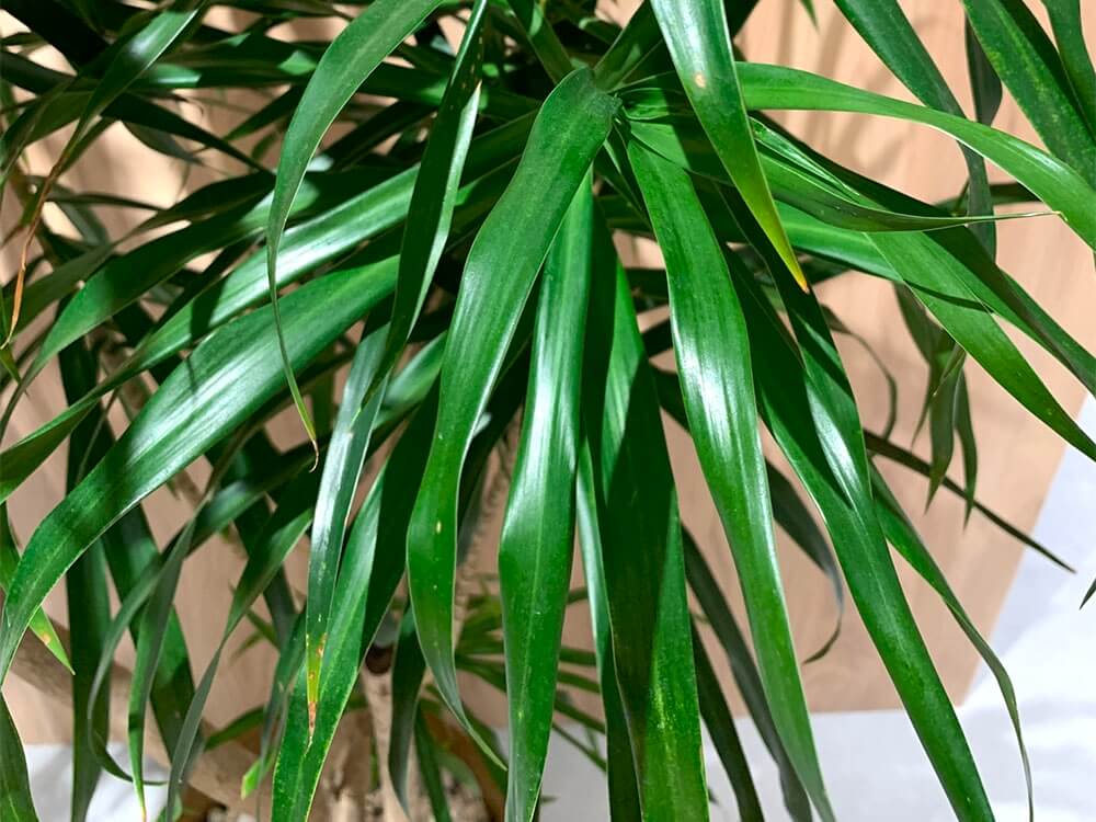 ドラセナ アングスティフォリアの育て方 挿し木や剪定の方法 季節ごとの水やりは Greensnap グリーンスナップ