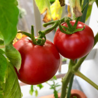 トマトの種類｜大玉・中玉・小玉の代表品種は？それぞれの特徴は？の画像