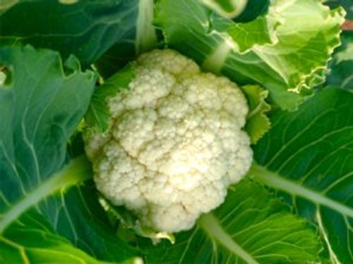 8月に植える野菜10選 プランターでも栽培できるおすすめの種類は Greensnap グリーンスナップ 8月に植える野菜10選 プランターでも栽培できるおすすめの種類は Greensnap グリーンスナップ