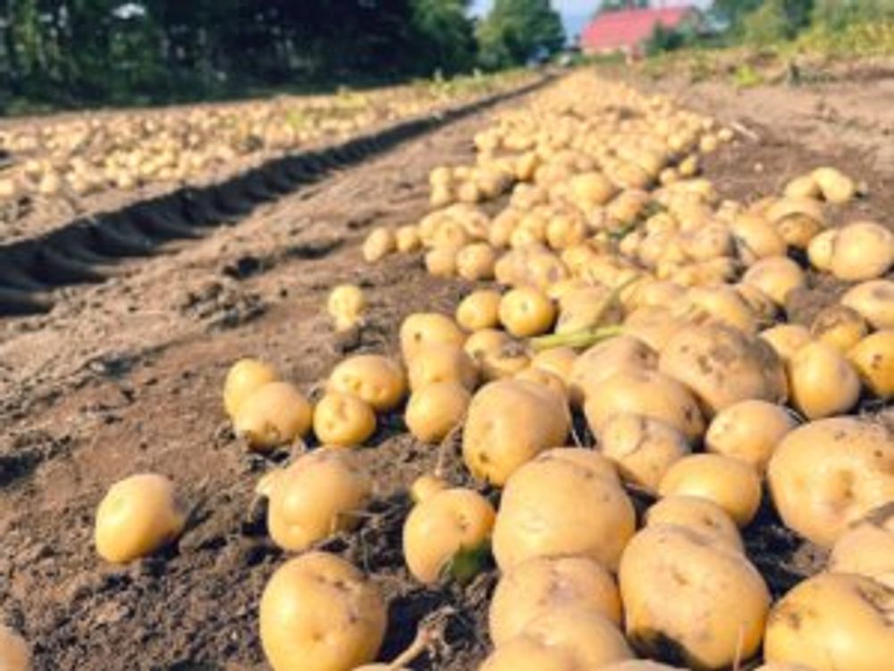 ジャガイモ　畑