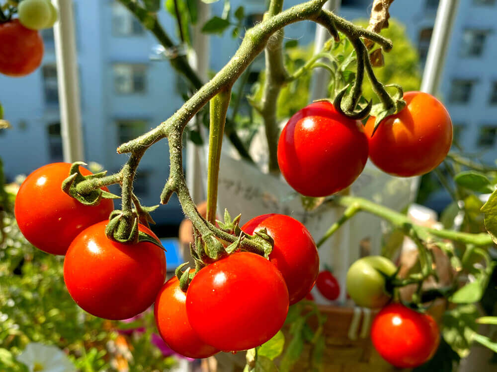 トマト ミニトマトの誘引方法 収穫量をアップするためのやり方は Greensnap グリーンスナップ
