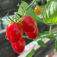 トマト・ミニトマトの誘引方法｜収穫量をアップするためのやり方は？の画像