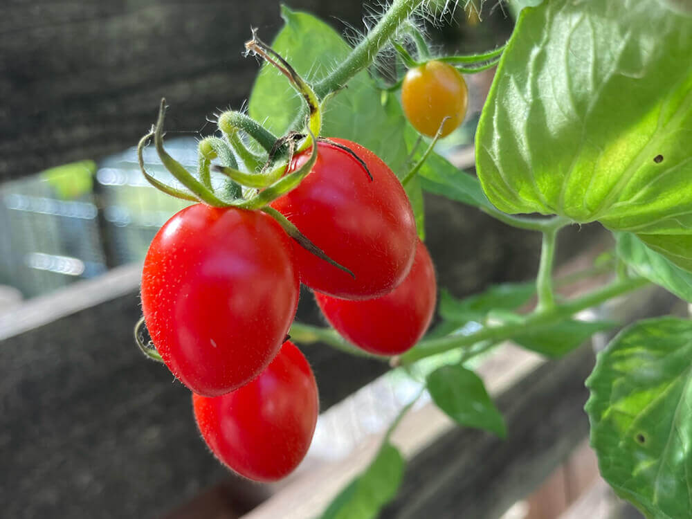 トマト ミニトマトの誘引方法 収穫量をアップするためのやり方は Greensnap グリーンスナップ