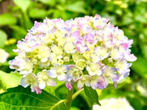 アジサイ 紫陽花 の別名は5種類以上もあるの 四片 よひら や七変化などの由来は Greensnap グリーンスナップ