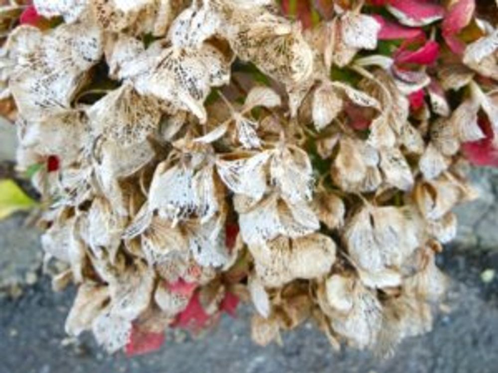 アジサイ　枯れる　ガク