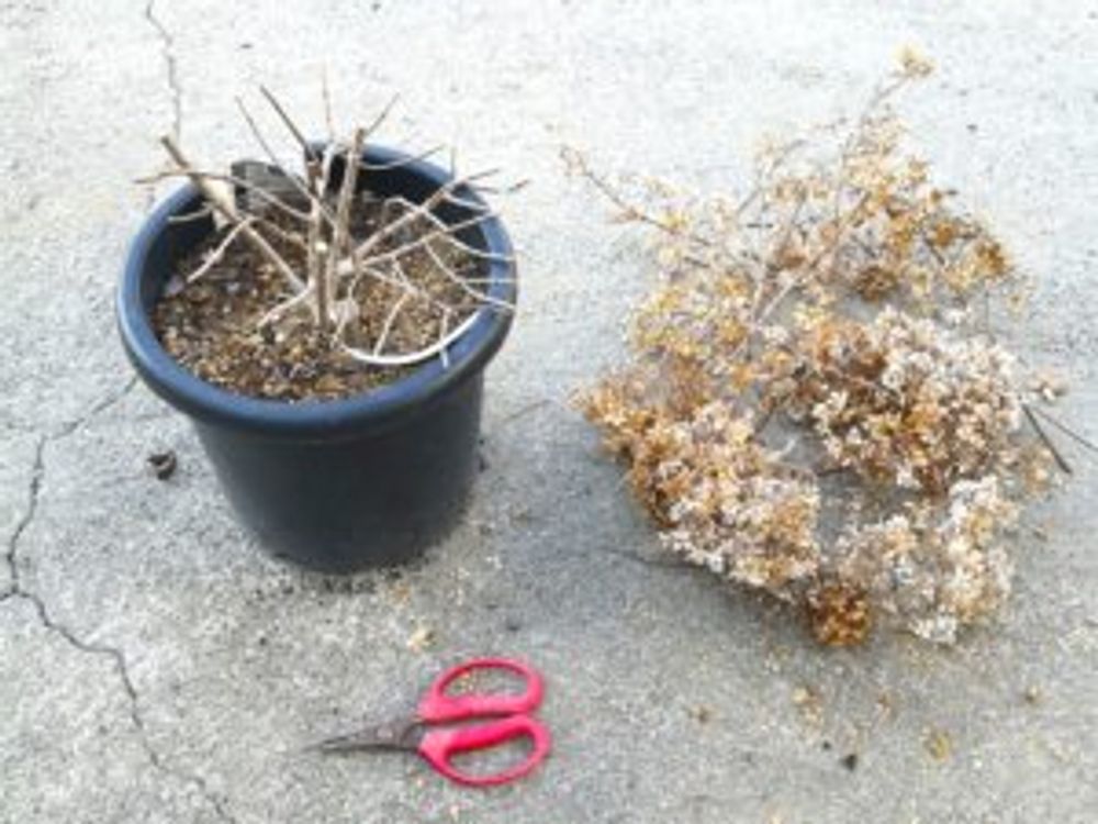 紫陽花　枯れる　取り除く