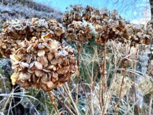 アジサイ 紫陽花 の病気 炭疽病などの葉や枝にでる症状 原因や対策は Greensnap グリーンスナップ