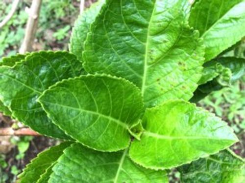 アジサイ 紫陽花 の病気 炭疽病などの葉や枝にでる症状 原因や対策は Greensnap グリーンスナップ