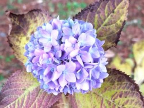 アジサイ 紫陽花 の病気 炭疽病などの葉や枝にでる症状 原因や対策は Greensnap グリーンスナップ