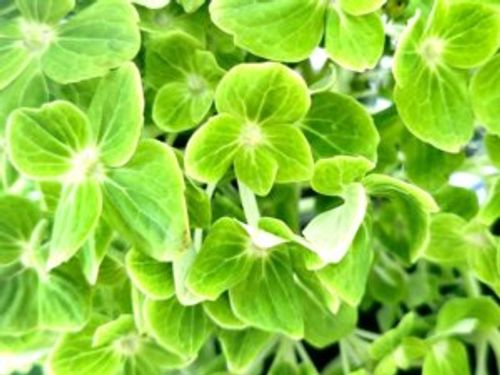 アジサイ 紫陽花 の病気 炭疽病などの葉や枝にでる症状 原因や対策は Greensnap グリーンスナップ