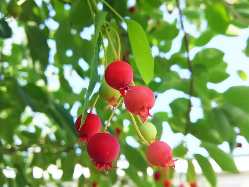 ジューンベリー