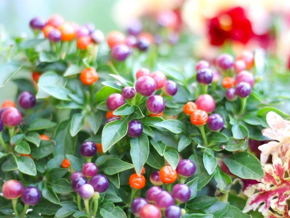 観賞用トウガラシ