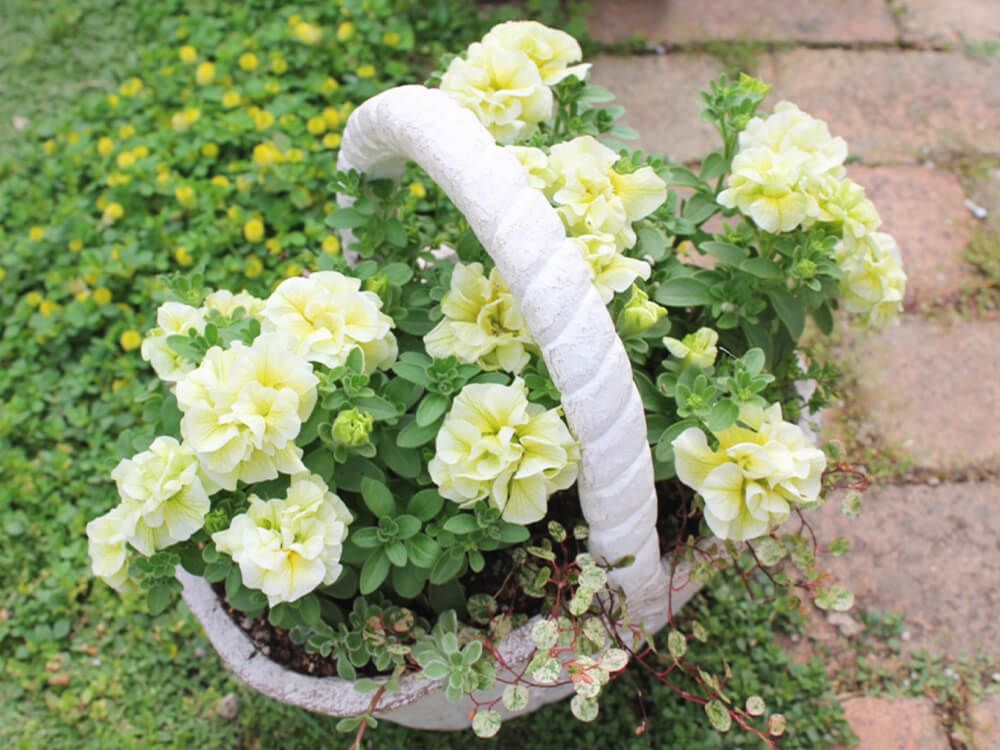 ペチュニアの寄せ植え