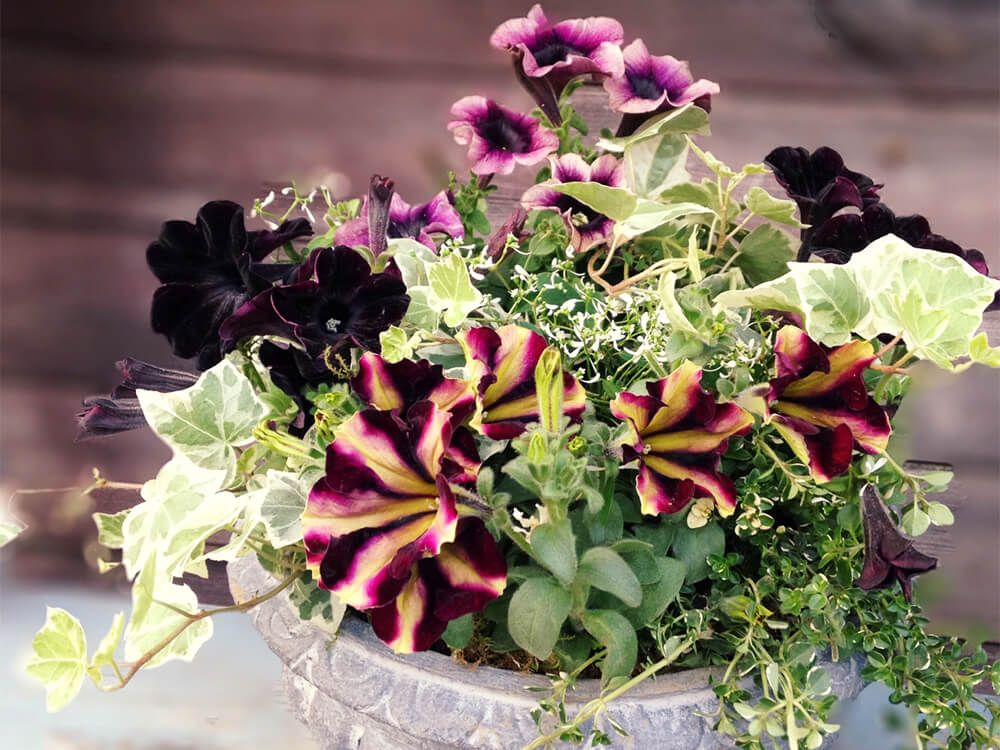 ペチュニアの寄せ植え