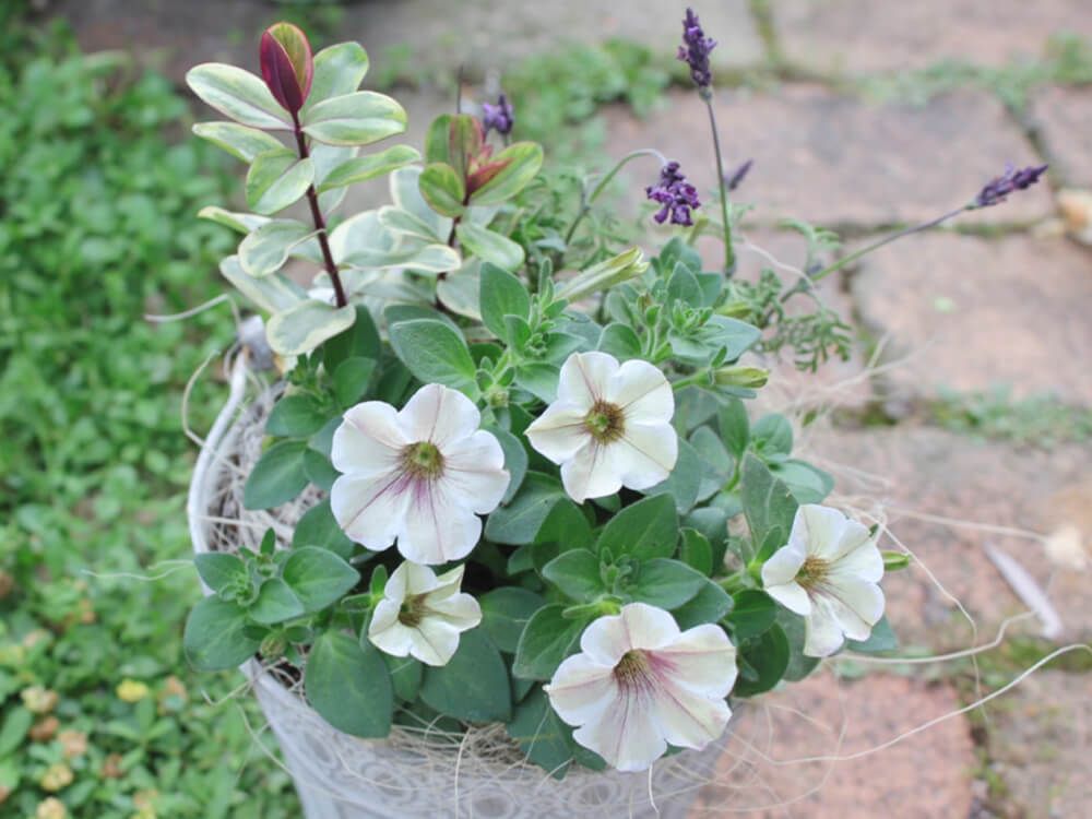 ペチュニアの寄せ植え