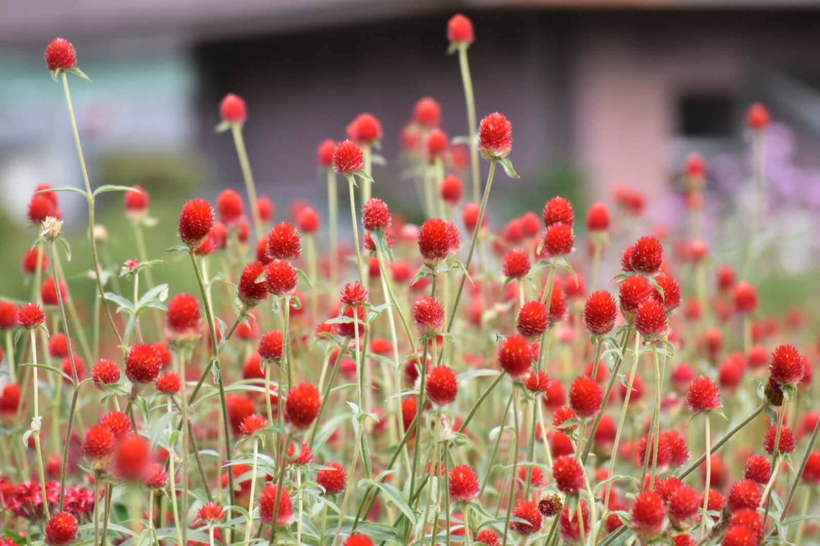 センニチコウ 千日紅 の種類 人気品種8選 似た花や見分け方とは Greensnap グリーンスナップ