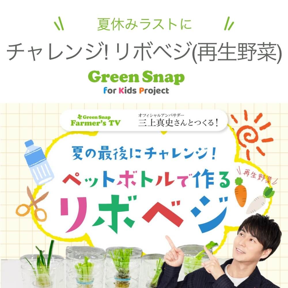 ペットボトルで作るリボベジ