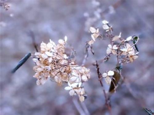 アジサイ 紫陽花 の冬の手入れまとめ 冬越しや剪定の方法 開花時期までの管理は Greensnap グリーンスナップ