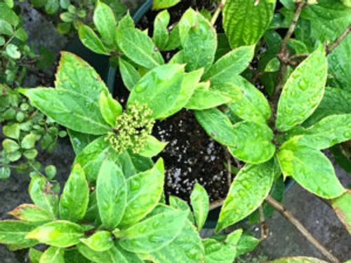 アジサイ 紫陽花 の冬の手入れまとめ 冬越しや剪定の方法 開花時期までの管理は Greensnap グリーンスナップ アジサイ 紫陽花 の冬の手入れまとめ 冬越しや剪定の方法 開花時期までの管理は Greensnap グリーンスナップ